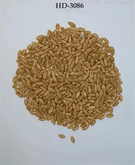 Royal Wheat HD-3086