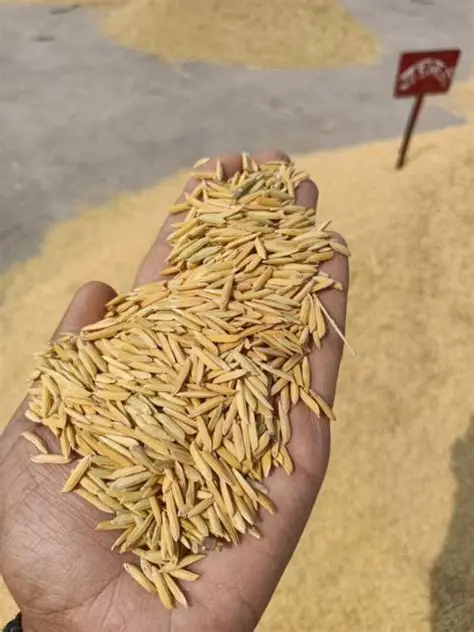 Suvarna Basmati Paddy