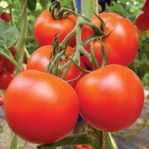 Royal Hybrid Tomato RS-202