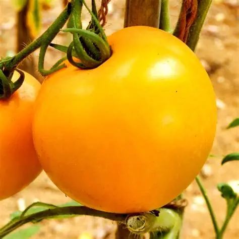 Royal Gold Tomato