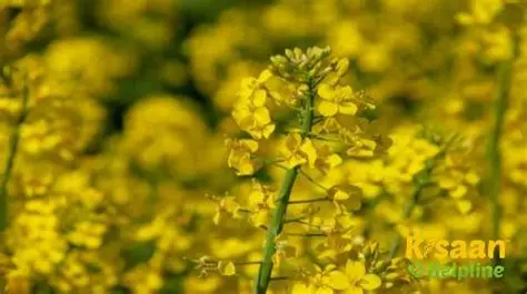 Pusa Bold Mustard